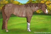 Horse Color:Chestnut Rabicano 