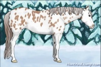 Horse Color:Bay Splash Appaloosa