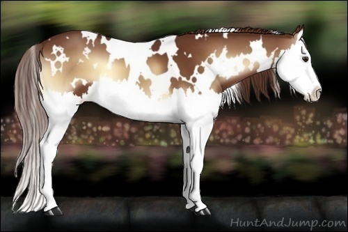 Horse Color:White Spotted Red Onyx Splash 