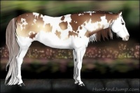 Horse Color:White Spotted Red Onyx Splash