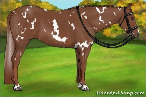 Horse Color:White Spotted Chestnut 