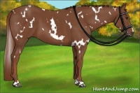 Horse Color:White Spotted Chestnut
