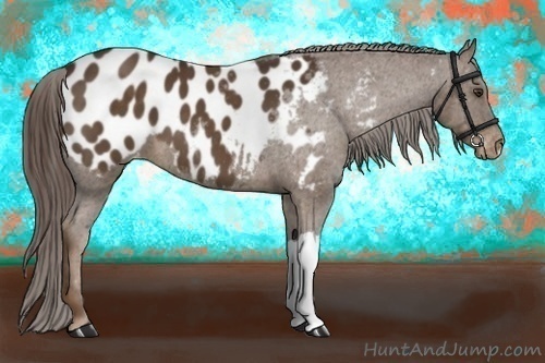 Horse Color:Liver Chestnut Near Leopard