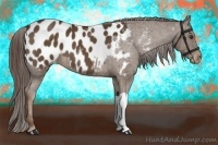 Horse Color:Liver Chestnut Near Leopard 