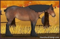 Horse Color:Brown Roan 