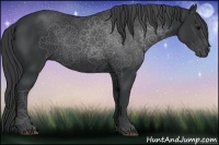 Horse Color:Black Rabicano 