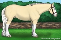 Horse Color:Silver Amber Cream Champagne Dun Splash 