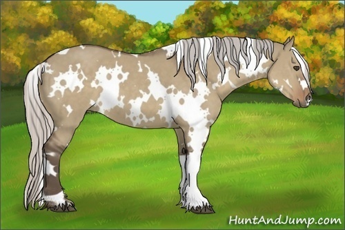 Horse Color:White Spotted Silver Grullo 