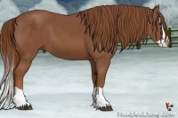 Horse Color:Chestnut Splash 