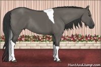 Horse Color:Grullo Tobiano Rabicano 