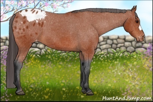 Horse Color:Bay Appaloosa 