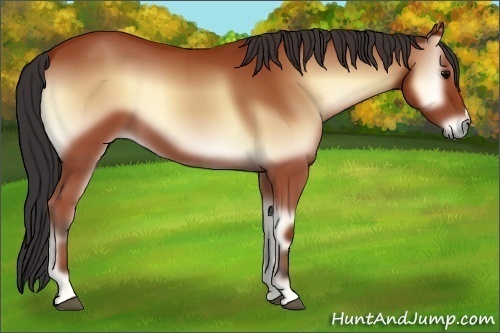 Horse Color:Bay Onyx 