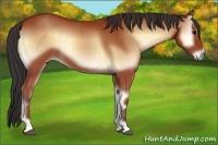 Horse Color:Bay Onyx 