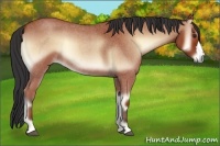 Horse Color:Bay Roan Onyx 
