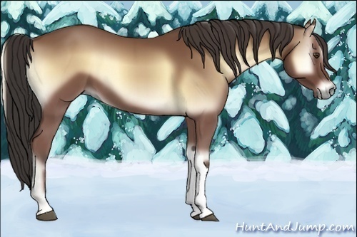 Horse Color:Buckskin Onyx 
