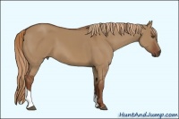 Horse Color:Red Dun Tobiano