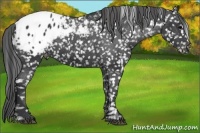 Horse Color:Black Appaloosa 