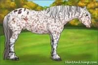 Horse Color:Bay Appaloosa
