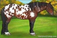 Horse Color:Bay Appaloosa