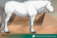 Horse Color:Black Sabino  and Brown Sabino 