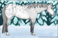 Horse Color:Bay Chinchilla Appaloosa 