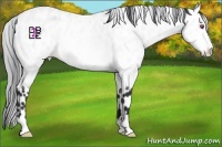 Horse Color:Bay Chinchilla Appaloosa