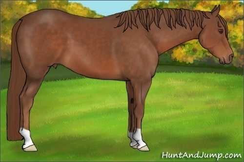 Horse Color:Chestnut 