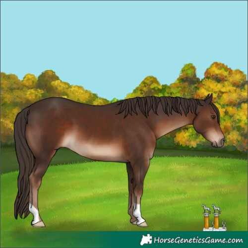 Horse Color:Liver Chestnut 