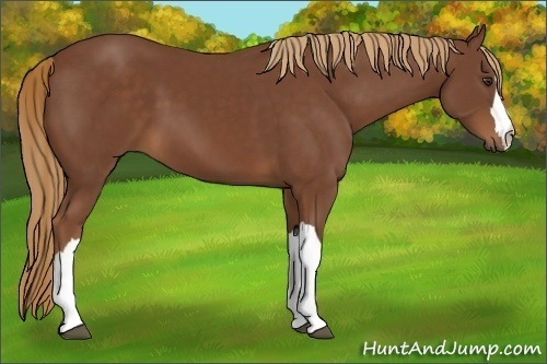 Horse Color:Unknown 