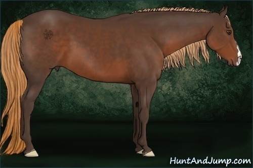 Horse Color:Liver Chestnut