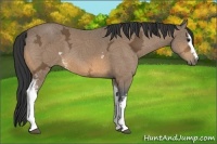 Horse Color:White Spotted Buckskin Ice 