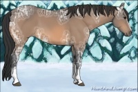 Horse Color:White Spotted Buckskin Ice 