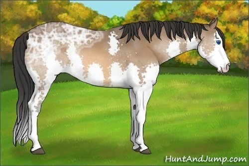 Horse Color:Bay Ice Splash
