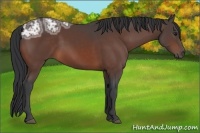 Horse Color:Bay Ice 
