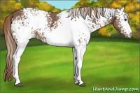 Horse Color:White Spotted Chestnut Ice 