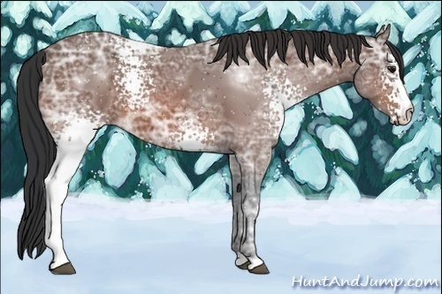 Horse Color:White Spotted Bay Ice 
