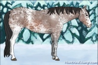 Horse Color:White Spotted Bay Ice