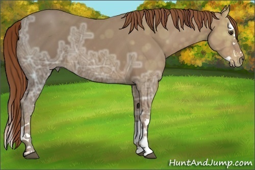Horse Color:Chestnut Ice Splash 