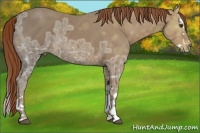 Horse Color:Chestnut Ice Splash