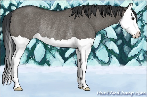 Horse Color:Grullo Splash Rabicano
