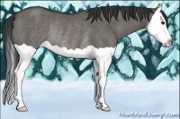 Horse Color:Grullo Splash Rabicano