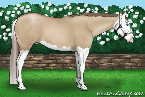 Horse Color:Grullo Pearl Splash 