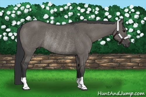 Horse Color:Grullo Rabicano 