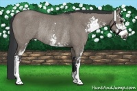 Horse Color:Grullo Sabino Rabicano 