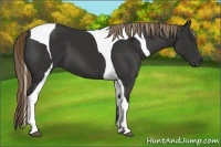 Horse Color:Liver Chestnut Tobiano Frame 
