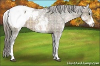 Horse Color:Plaid  White Spotted Brown Sabino Snowcap Rabicano 