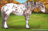 Horse Color:White Spotted Chocolate Brown Appaloosa 