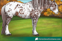 Horse Color:White Spotted Chocolate Brown Appaloosa 