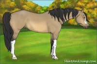 Horse Color:Buckskin Dun