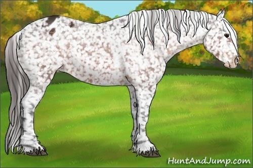 Horse Color:Bay Appaloosa 